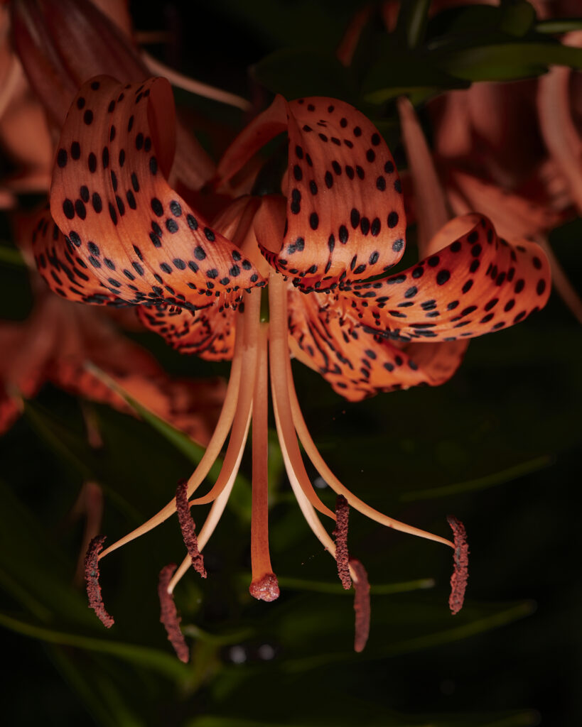 Tiger Lily